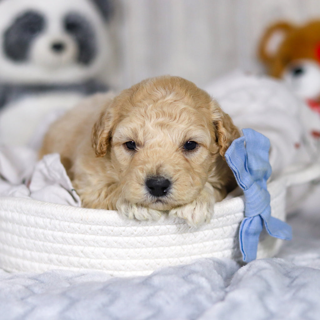 Leonardo - Available 4/2