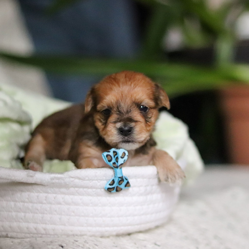 Pete - Available 4/30