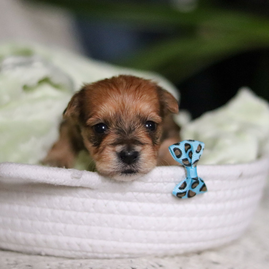 Pete - Available 4/30