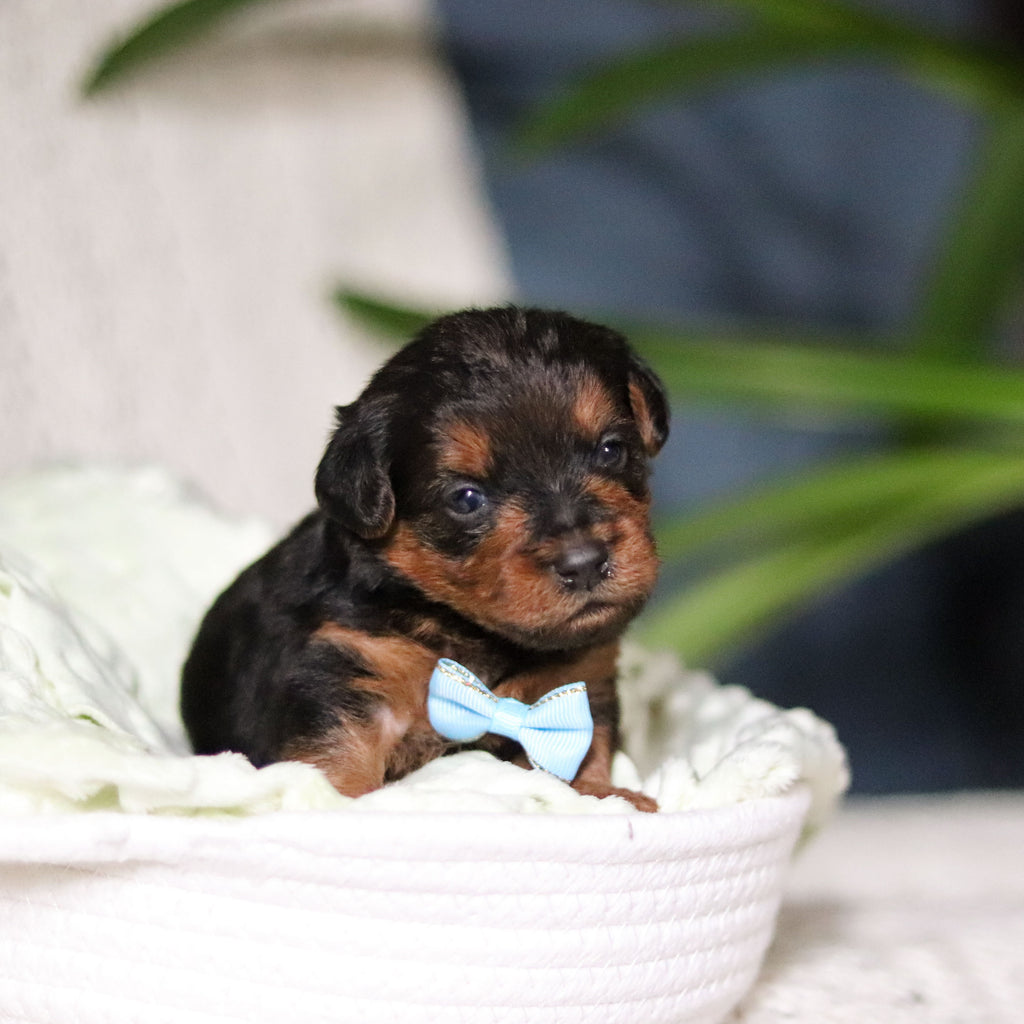 Theo - Available Now