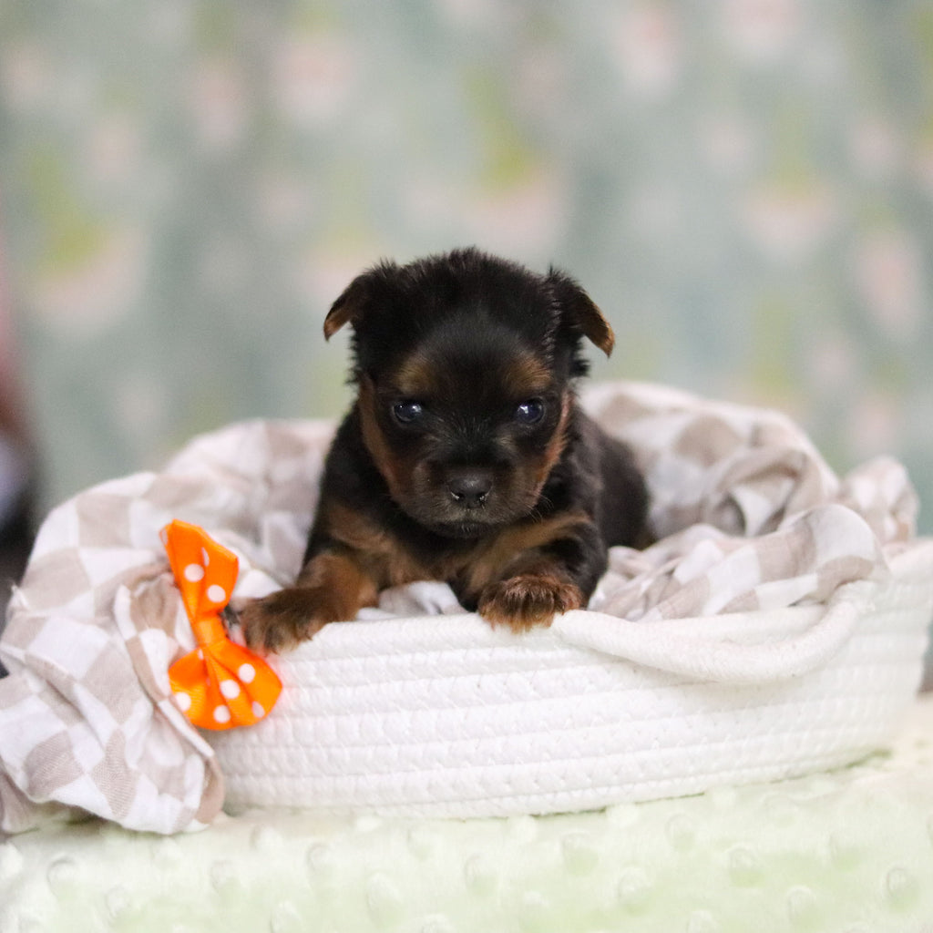 Stafford - Available 6/25