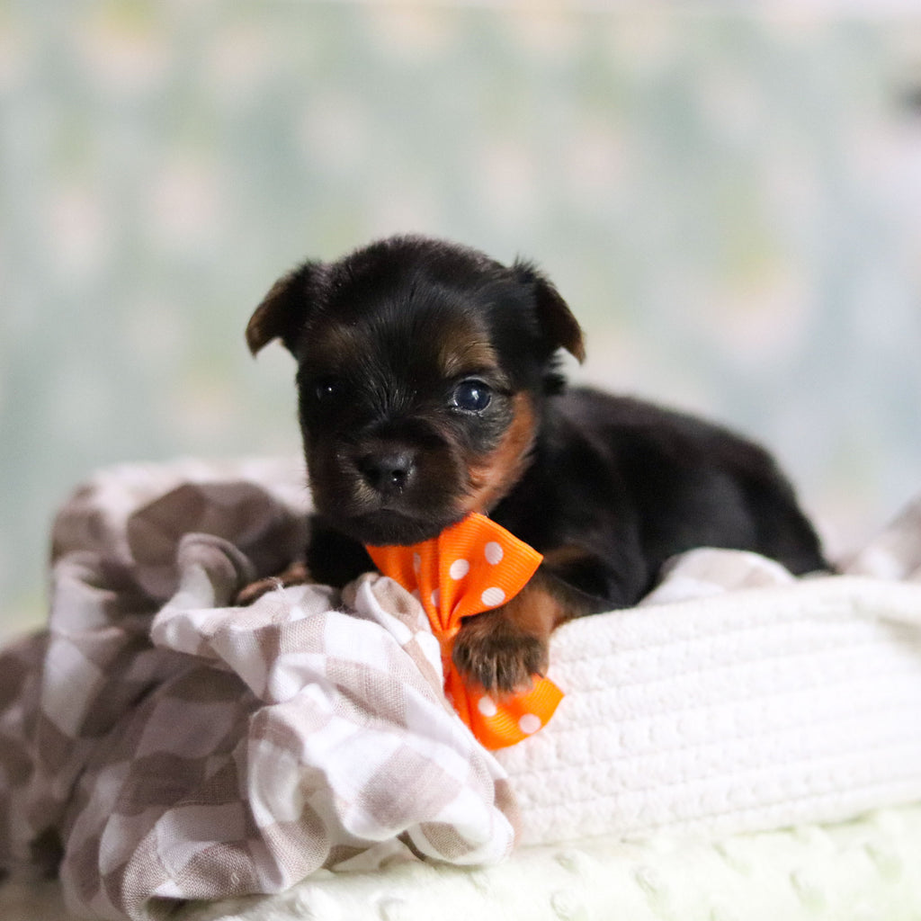 Stafford - Available 6/25