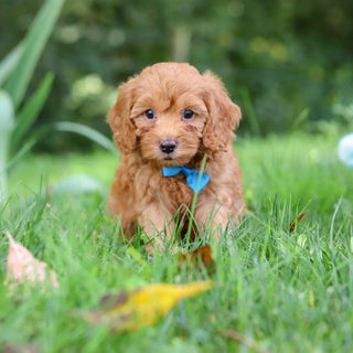 Finn - Available 9/17