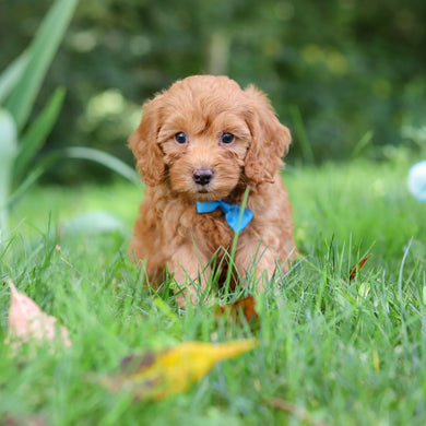 Finn - Available 9/17
