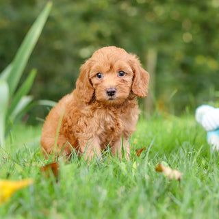Finn - Available 9/17
