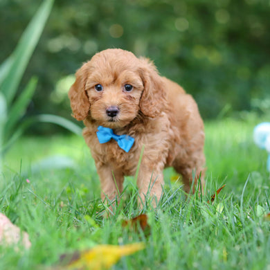 Finn - Available 9/17