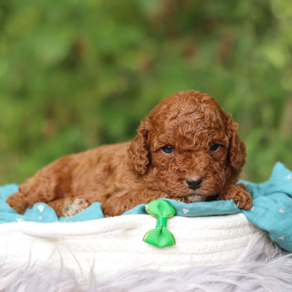 Bentley