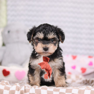 Carter - Available Now