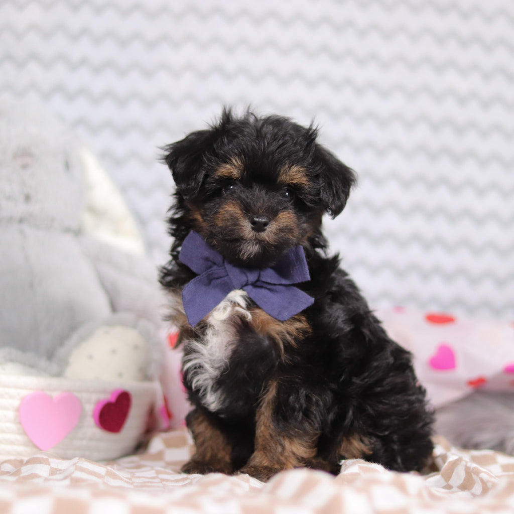 Leonardo - Available Now