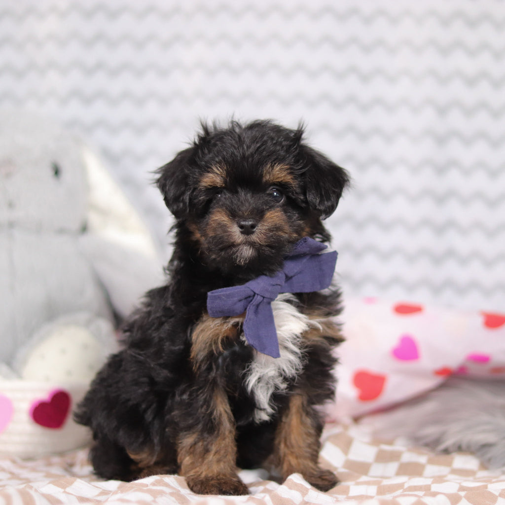 Leonardo - Available Now