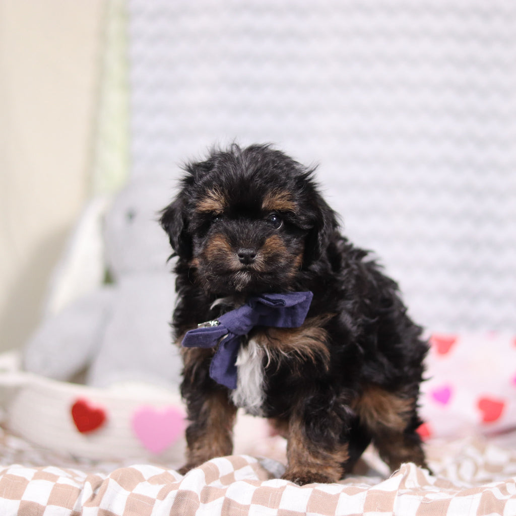 Leonardo - Available Now