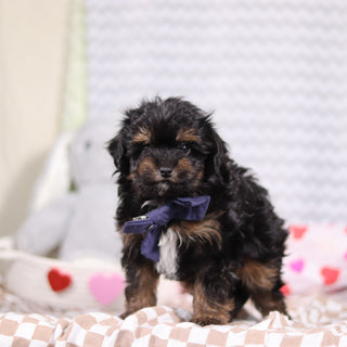 Leonardo - Available Now