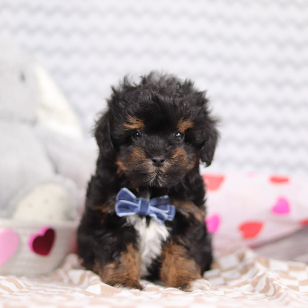 Linus - Available Now