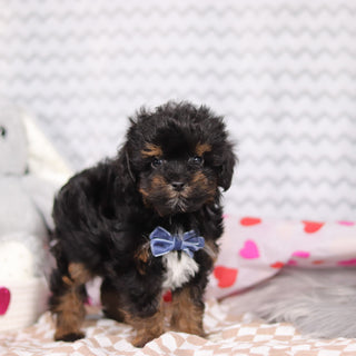 Linus - Available Now