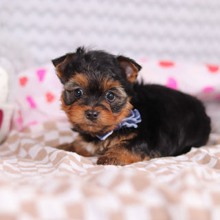 Raven - Available 2/19