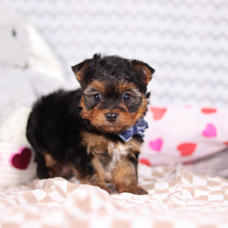 Raven - Available 2/19