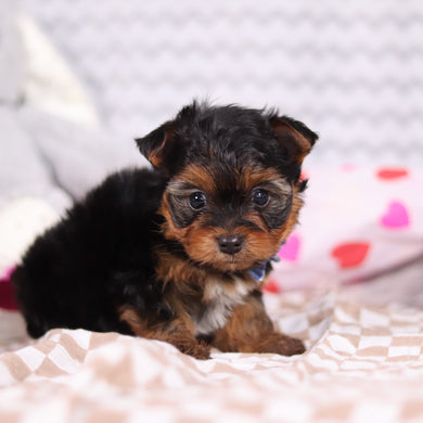 Raven - Available 2/19