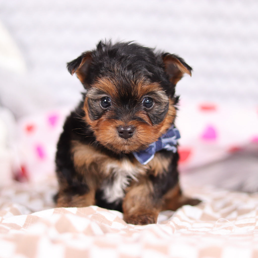 Raven - Available 2/19