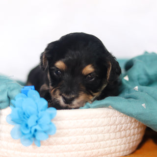 Toby