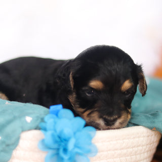 Toby