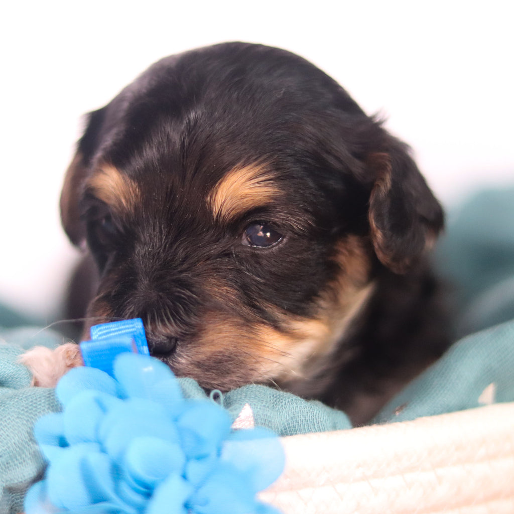 Toby