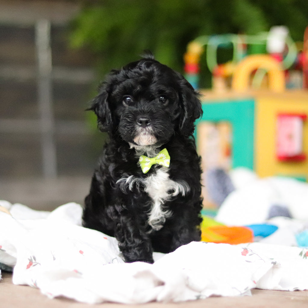 Griffin - Available 8/6