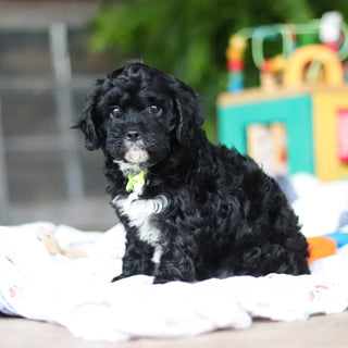 Griffin - Available 8/6