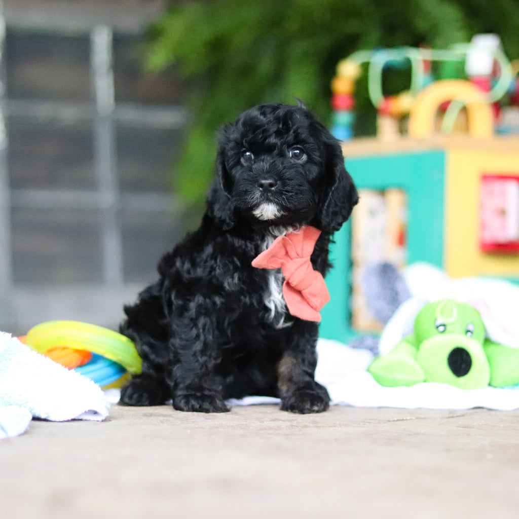 Gruff - Available 8/6
