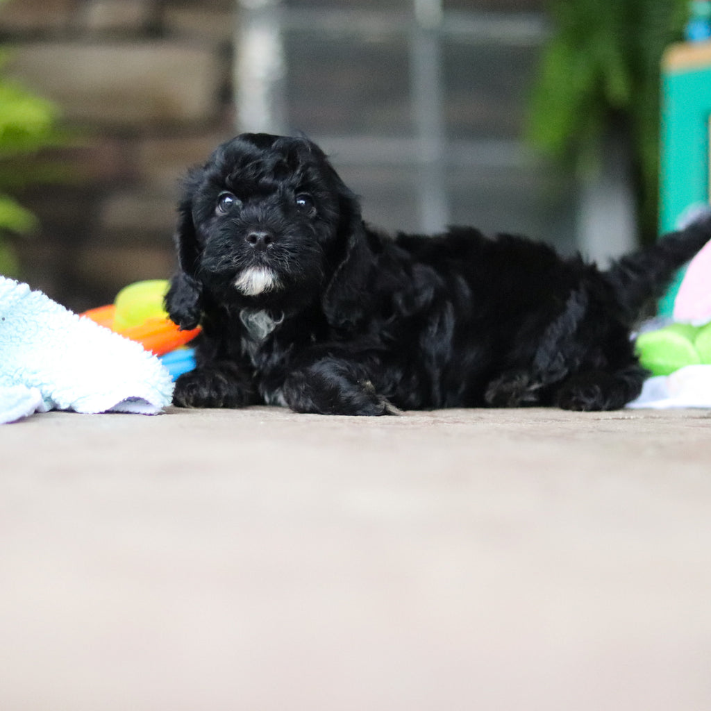 Gruff - Available 8/6
