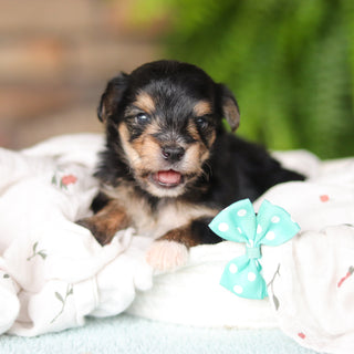 Marco - Available 8/27