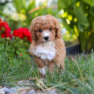 Otis - Available 8/20