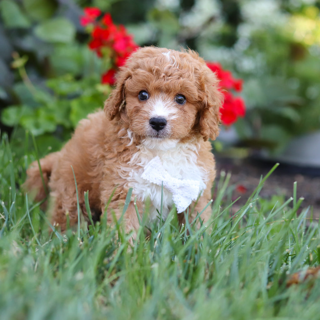 Otis - Available 8/20