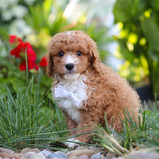Otis - Available 8/20