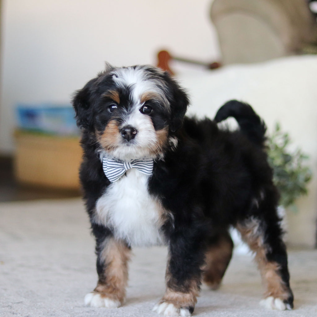 Lionel - Available Now