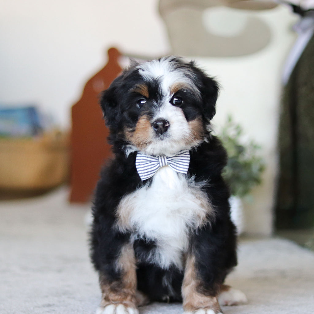 Lionel - Available Now