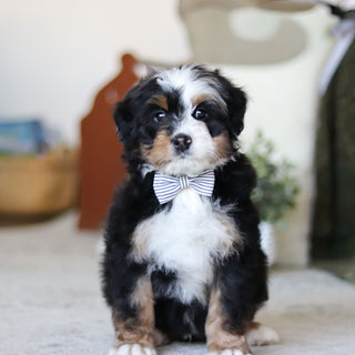 Lionel - Available Now