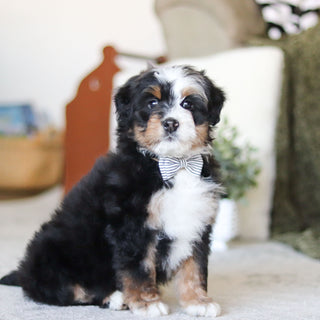 Lionel - Available Now