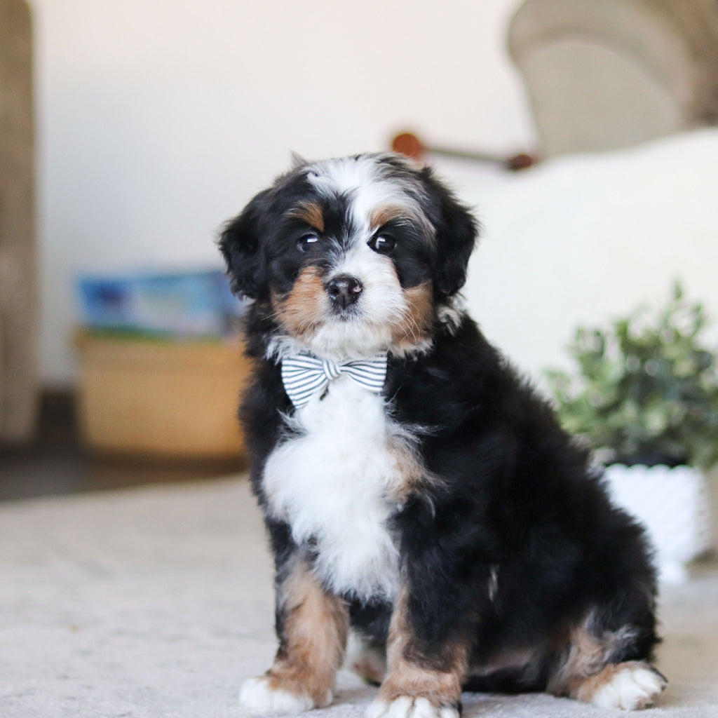 Lionel - Available Now