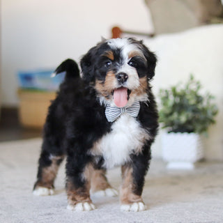 Lionel - Available Now