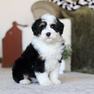 Lonnie - Available Now