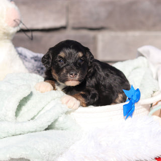 Reggie - Available 6/18