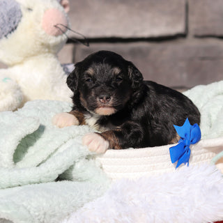 Reggie - Available 6/18