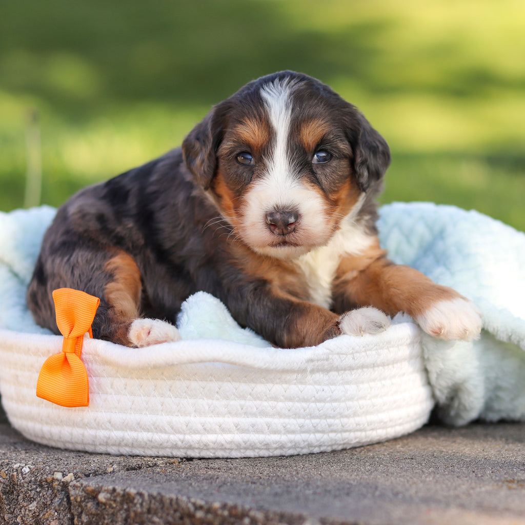 Rocko - Available 6/18