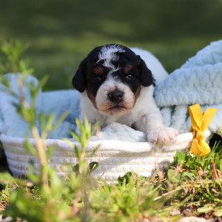 Rooster - Available 6/18