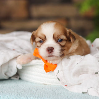 Gunther - Available 8/27