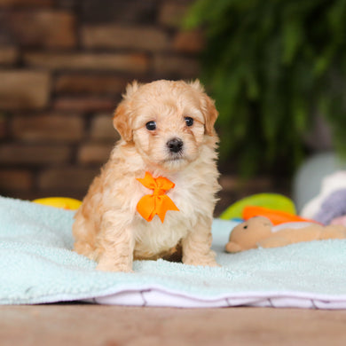 Nacho - Available 8/13