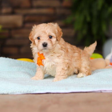 Nacho - Available 8/13