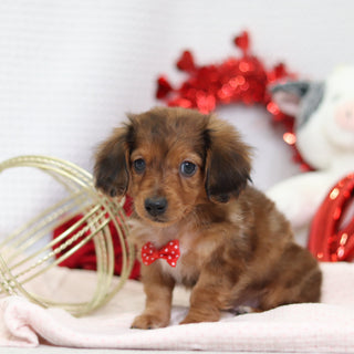 Luther - Available Now