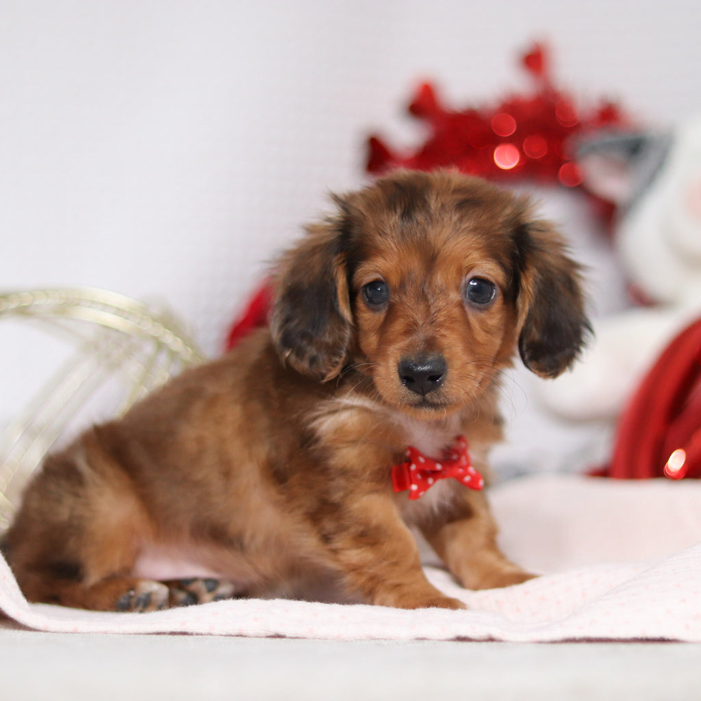 Luther - Available Now