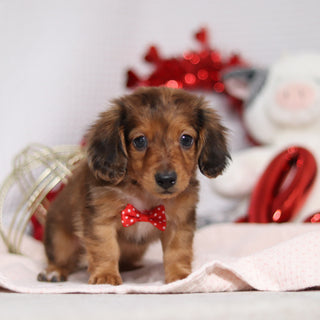 Luther - Available Now